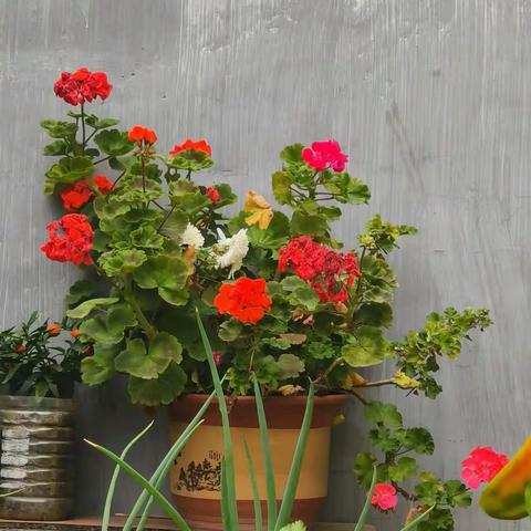 【 附中学子这样过国庆】“秋收在即丰收在望”——忻州师范学院附属中学初一15班李欣苒2023年中秋国庆假期 实践活