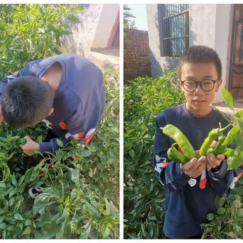 蔬菜水果大丰收      实验小学六年级三班鲁孔乾