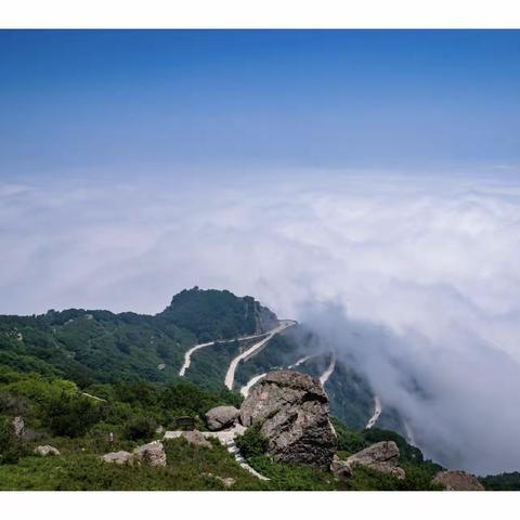 银杏虽有毒，疗效可不小。