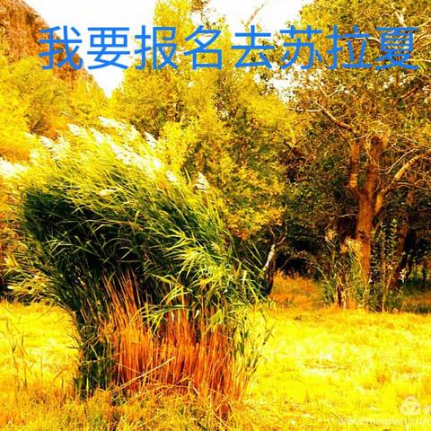 10月6日带您浪漫苏拉夏赏绚美秋景，休闲摄影一日游！