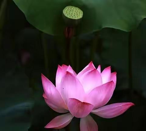 望岳雅集中级班作业（一）