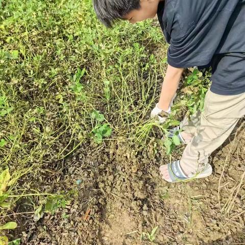 国庆劳动（拔花生）