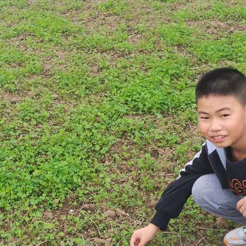 秋收 泰兴市鼓楼小学六（2）班         季浩宇