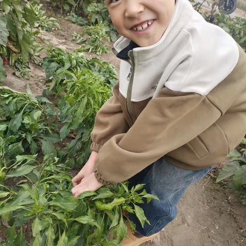 黄河路小学二三班陈锐泽双节实践活动