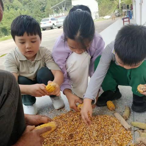 享丰收之美，行劳动之乐! ——岳西县实验小学108班同学走进田间地头，体验丰收之乐趣