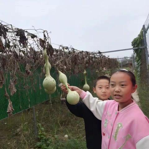 秋收的快乐华龙区实验小学三年级三班管一铭