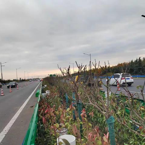 2023年机场高速公路绿化提升专项工程主体圆满完成