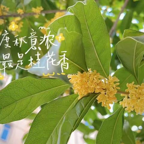 我与桂花的相遇