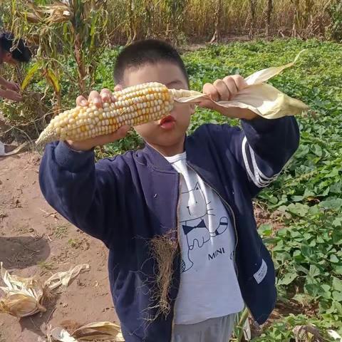 走进田间地头，感悟劳动辛苦