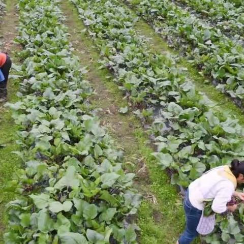 【启智星国际幼稚园】秋天的味道——花样式研学采摘+伊利奶业参观