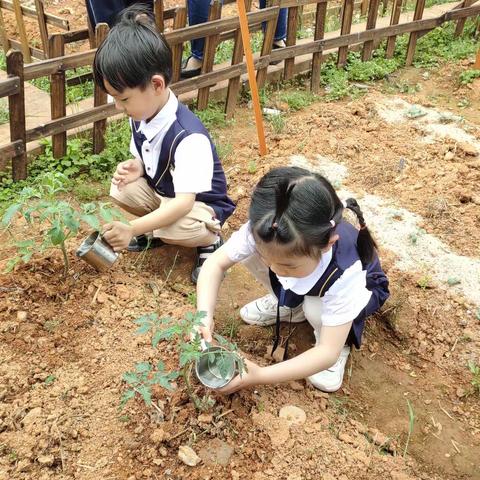 小三班班本课程《番茄宝宝成长记》