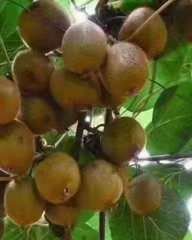 【AA约伴】野线出行：东石瀑水仙河 ，摘山葡萄🍇野生猕猴桃🥝打板栗休闲一日游！