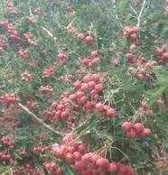 10月11号周六45元太行仙境罗姐寨晒秋摘山楂一日游