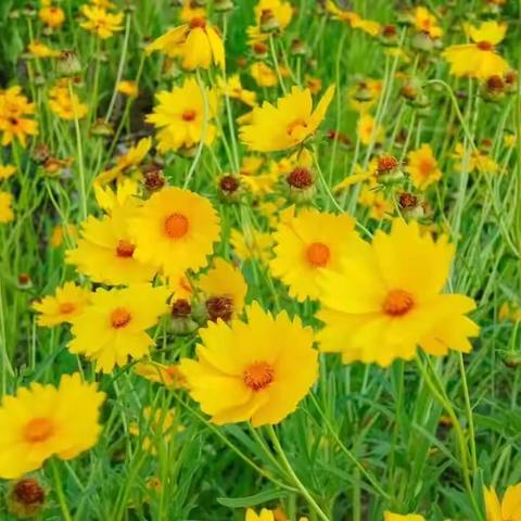 秋日瓜果香    读书勤分享                       七年级读书分享