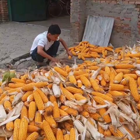 国庆中秋双节庆 劳动实践亮风采