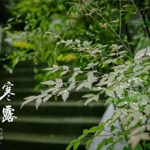 【传统节气】寒露至，秋意浓——澧县英才幼儿园二十四节气之“寒露”主题活动