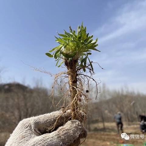 探索自然的奇妙——六6班植物果实科普课堂