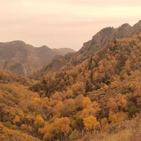 10月18号（周三）九峰山桦林沟赏秋景，观彩林摄影一日休闲游。