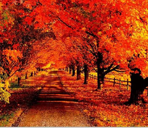 走进秋天，品味秋天