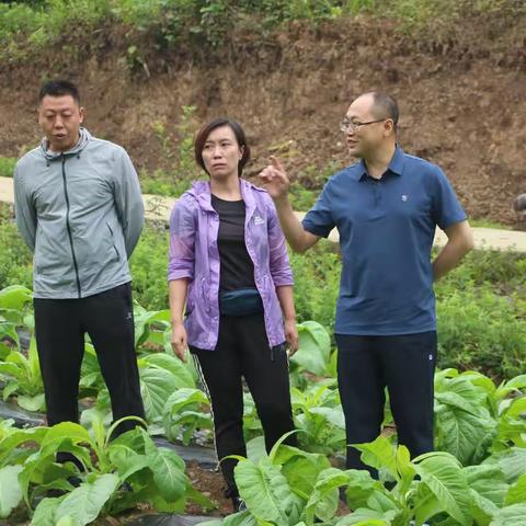 大关县副县长检查指导当前烟叶生产工作