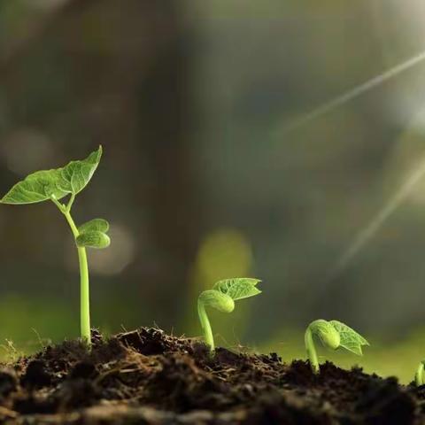 听说，四年级的学生都在发芽🌱？                    ——杞县弘立实验学校四年级语文组