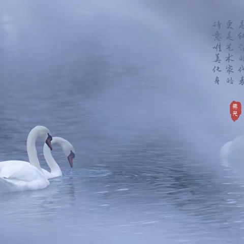 高贵优雅的舞者