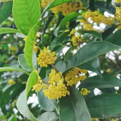 金秋桂花飘香 【自制桂花蜜】