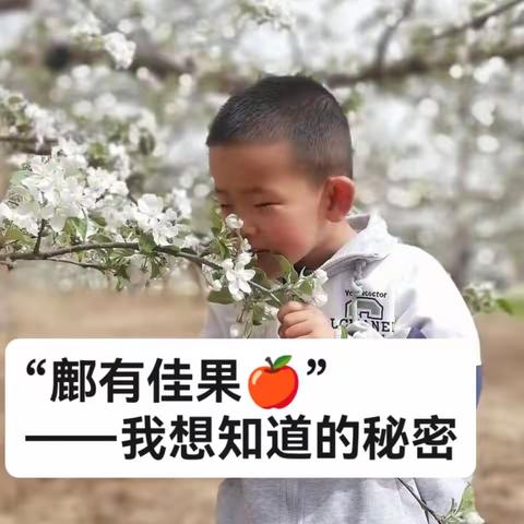 班本课程“鄜有佳果”—我想知道的秘密