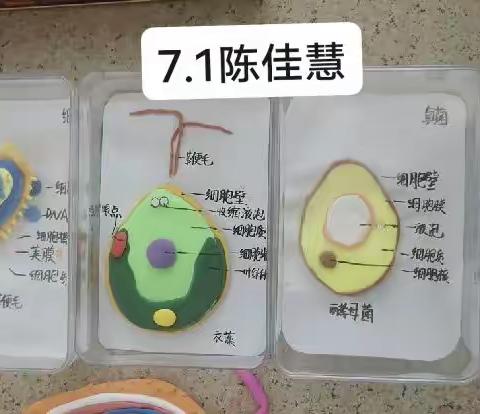 庆双节，展“模”力——豪迈中学生物创意模型制作