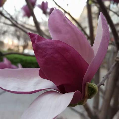 烂漫的年纪和春天的约会