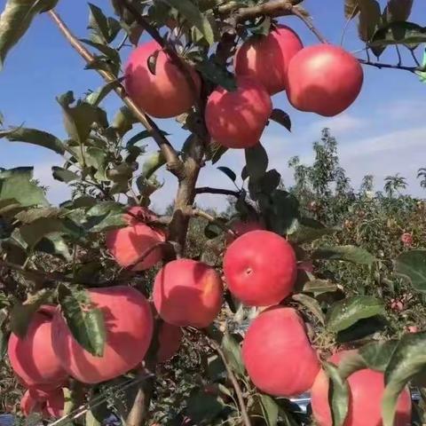 🌈秋日收获🥳苹果🍎快乐😁采摘游