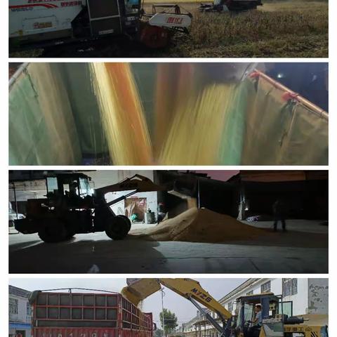 大托管流转地迎来首年秋收