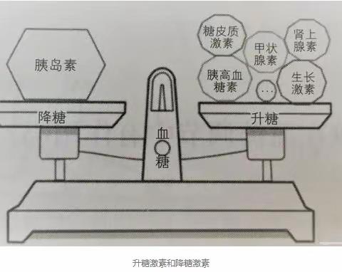 息县人民医院内分泌糖尿病科科普小知识——血糖的秘密