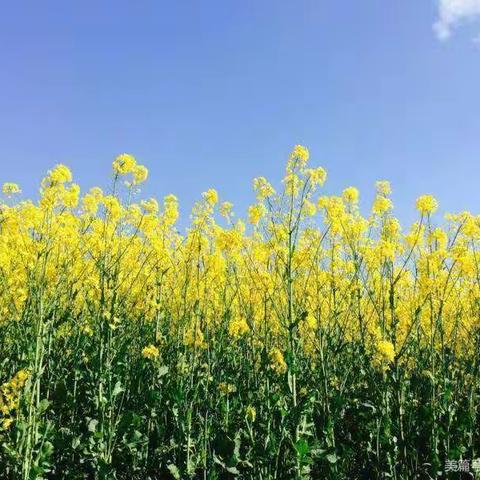 春暖花开～为你而来———刘市小学幼儿园油菜花探索之旅