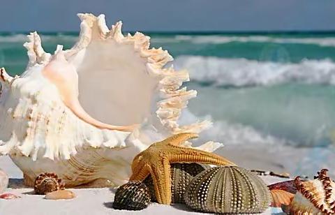 《海洋世界》——小三班主题探究活动