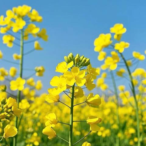 不负春光齐奋进，青春绽放正当时——坡头学校第十一周工作纪实