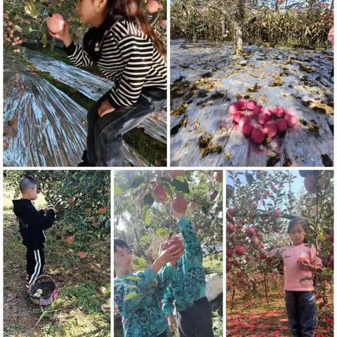 硕果飘香满枝头—向阳小学三年级丰收节主题活动