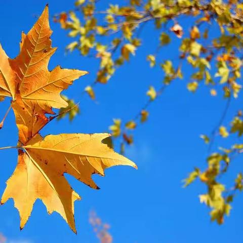 一叶🍁知秋·片片🍂含情——许昌市第十中学八6班国庆特色语文作业成果展