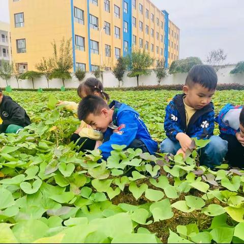 “薯”🍠与“泥”的童年 关爱幼儿园大班挖红薯社会实践活动纪实