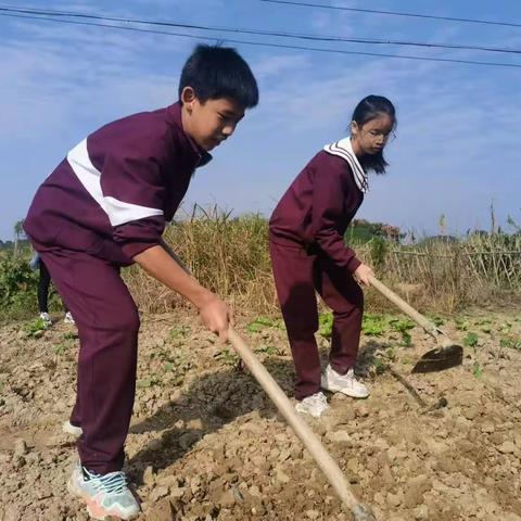 我劳动，我快乐——记常德市一中柳叶湖学校52班第二次自然基地实践活动