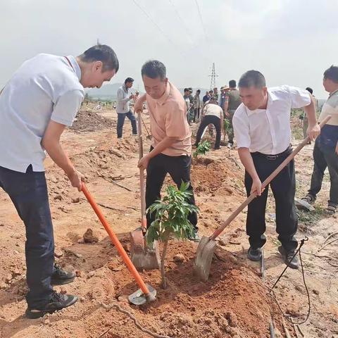 我为群众办实事之种荔枝