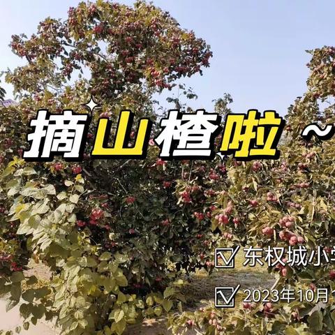 稳“楂”稳打，体验丰收～——东权城小学劳动实践活动