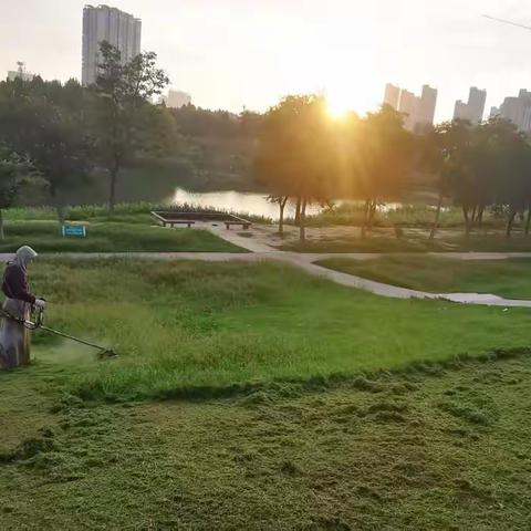 汗水筑绿景 匠心焕生机  —— 沱南生态广场养护区交出夏日满分答卷