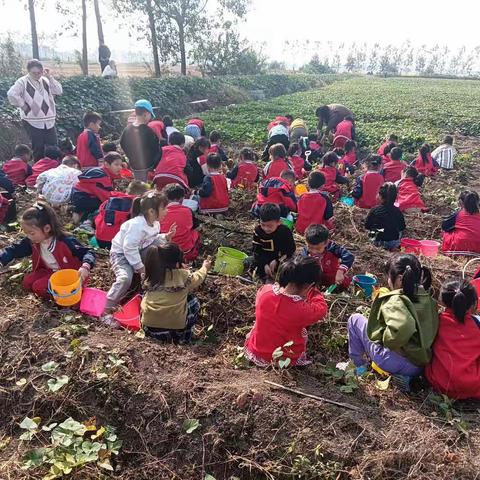 【实践活动】田间地头 “薯”你最甜 ——韩山镇汉王幼儿园大一班幼儿挖红薯实践活动