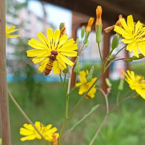 🌻阳光正好🌻🍃微风不燥🍃