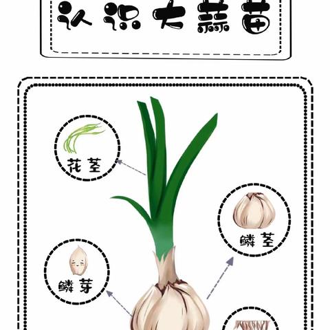 播种希望，收获快乐。——大四班种植大蒜活动