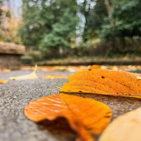 秋日，秋语：探秘植物园