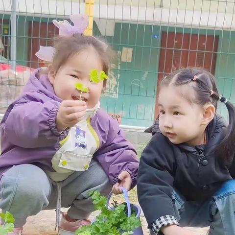 小三班农耕文化种植课程——“香菜宝宝”成长记