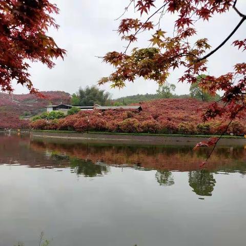 鹅公岩小学四年级2班赴南湖多彩植物园研学活动