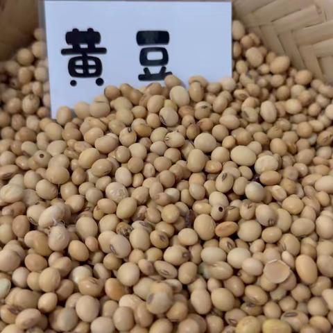 小木青葵宇宙三班食育课程《豆腐花》